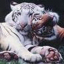 Big Cat Picture